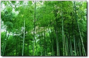 福山森林公园_邵武福山森林公园_福山森林公园