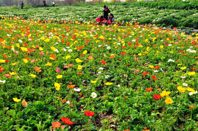 厦门周边踏春赏花攻略专题