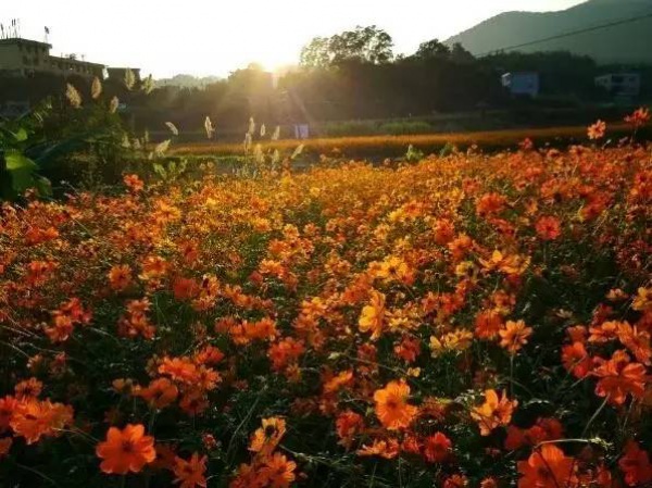 厦门春节赏花攻略在这！被问了几万遍，收藏好一个个玩过去~