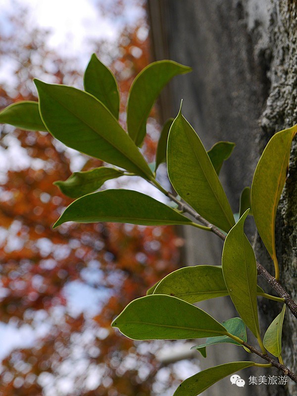 初春集美丨这里竟然美得这么不像话！