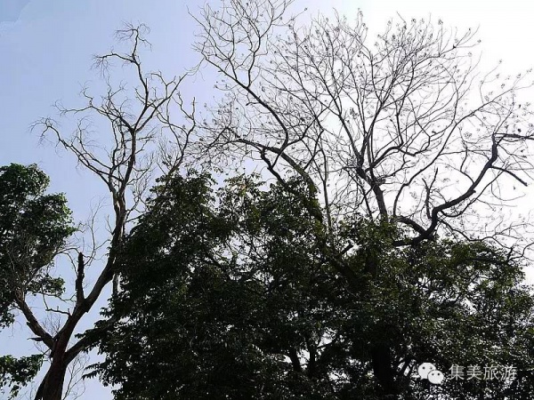 初春集美丨这里竟然美得这么不像话！