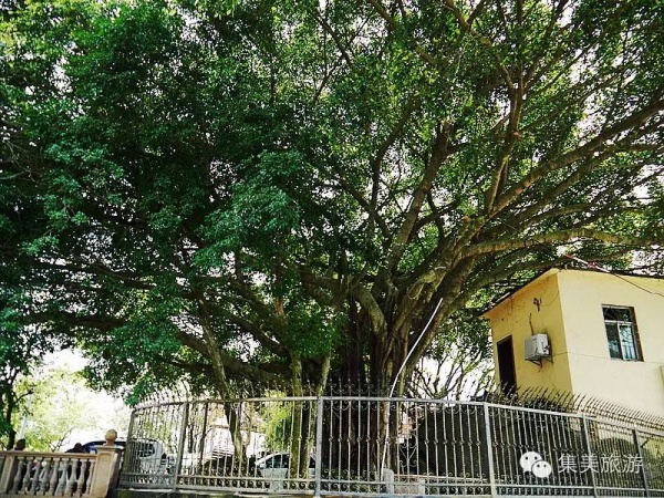 初春集美丨这里竟然美得这么不像话！