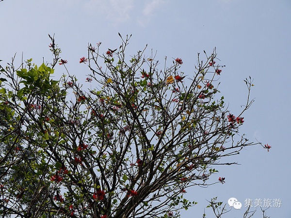 初春集美丨这里竟然美得这么不像话！