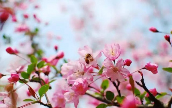 2016厦门同安出游赏花景点大全，收好够用一整年！