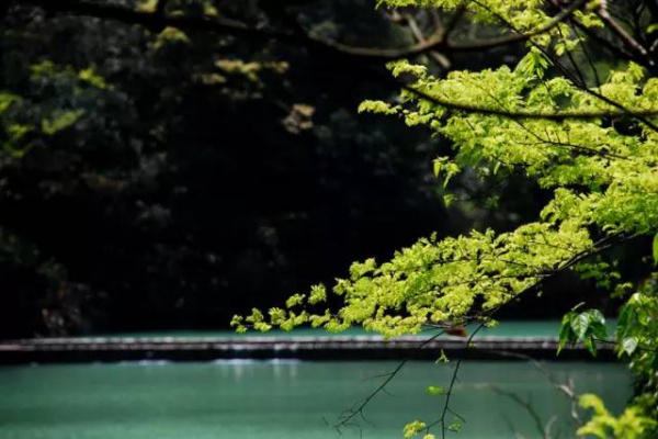 2016厦门同安出游赏花景点大全，收好够用一整年！