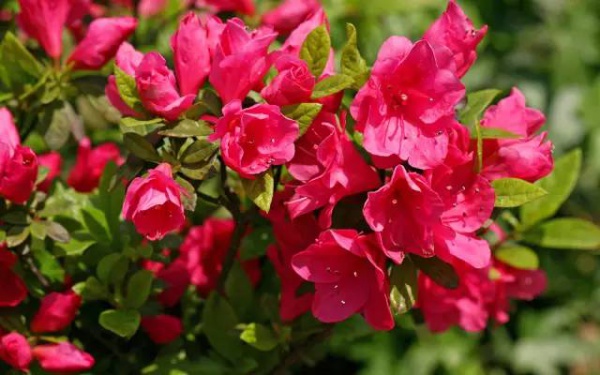 2016厦门同安出游赏花景点大全，收好够用一整年！