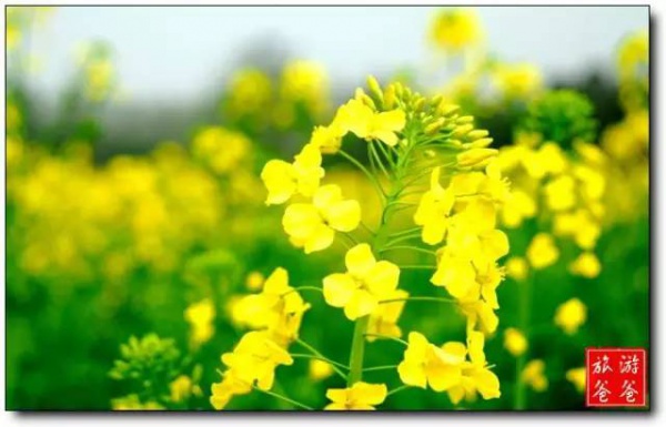 2016厦门同安出游赏花景点大全，收好够用一整年！