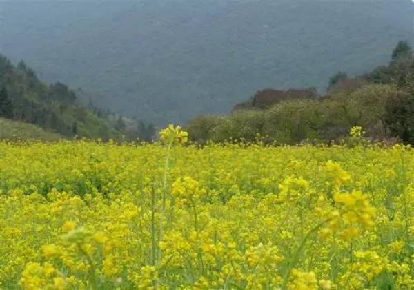 2016厦门同安出游赏花景点大全，收好够用一整年！