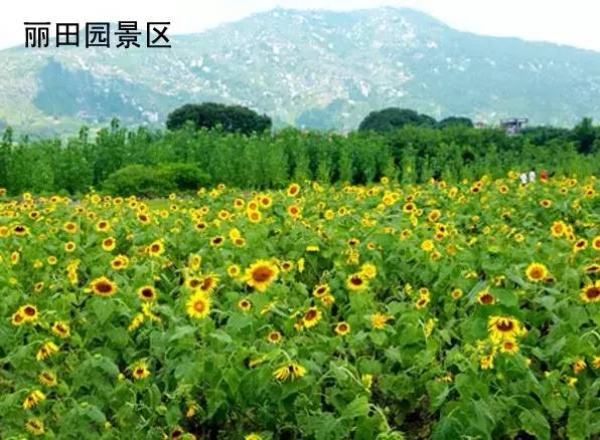 2016厦门同安出游赏花景点大全，收好够用一整年！