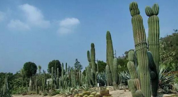 细数厦门最美拍照地，哪些你还不知道？