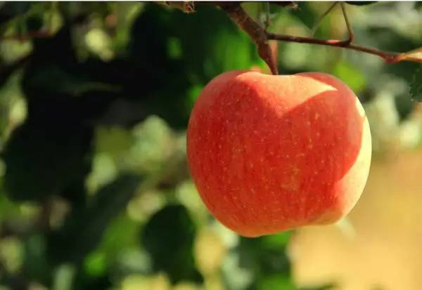 长期吃苹果的女人，竟然会变成这样！惊呆了