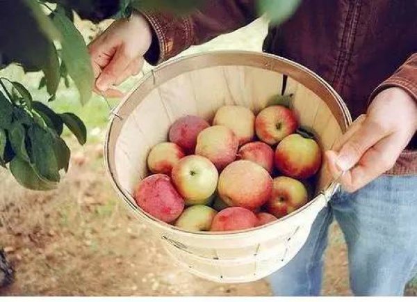 长期吃苹果的女人，竟然会变成这样！惊呆了