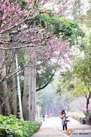 今年春天，厦门这里的樱花最好看！赏花指南getit!附：春季赏花拍照技巧