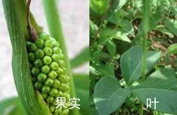 厦门人注意！春天这些野菜不是想吃就能吃!