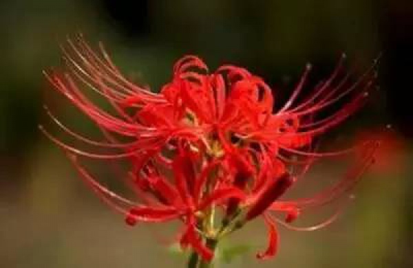 厦门人注意！春天这些野菜不是想吃就能吃!