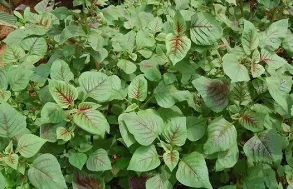 厦门人注意！春天这些野菜不是想吃就能吃!