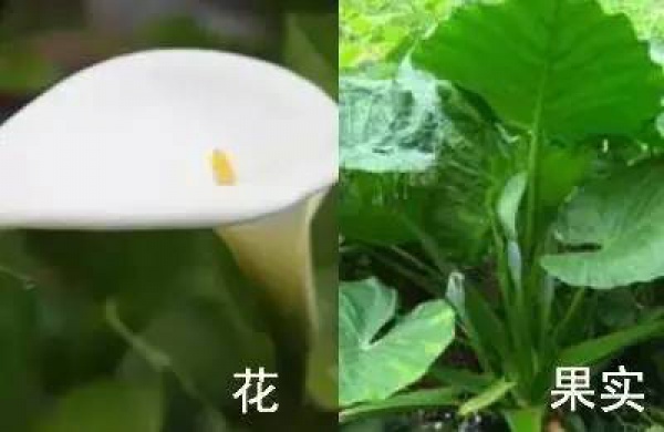 厦门人注意！春天这些野菜不是想吃就能吃!