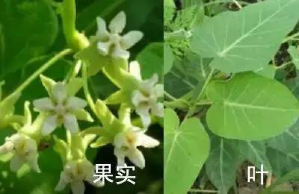 厦门人注意！春天这些野菜不是想吃就能吃!