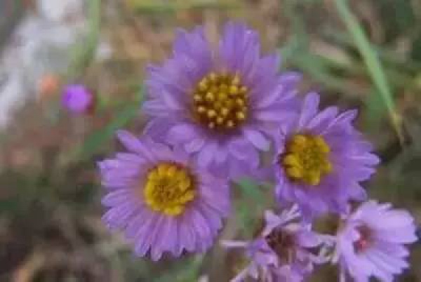 厦门人注意！春天这些野菜不是想吃就能吃!