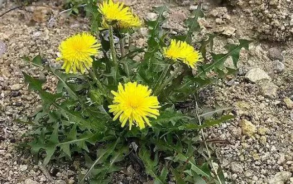 厦门人注意！春天这些野菜不是想吃就能吃!