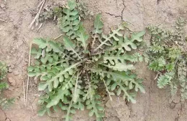 厦门人注意！春天这些野菜不是想吃就能吃!