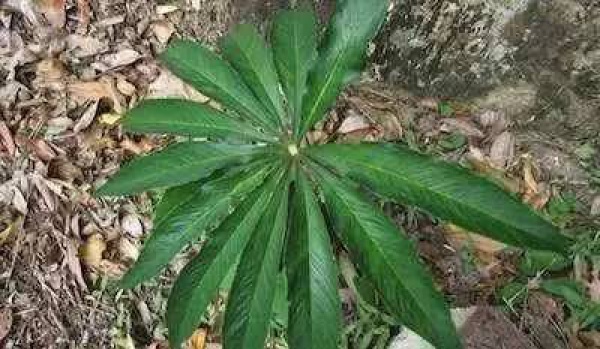 厦门人注意！春天这些野菜不是想吃就能吃!