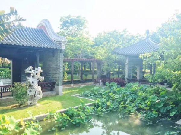 你久等的“夏雨荷”明天终于露面，园博苑走起！