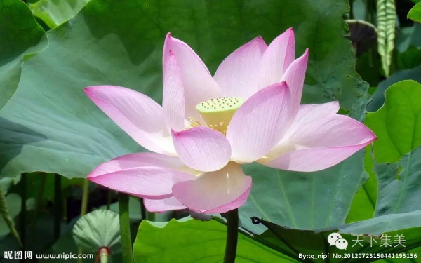 你久等的“夏雨荷”明天终于露面，园博苑走起！