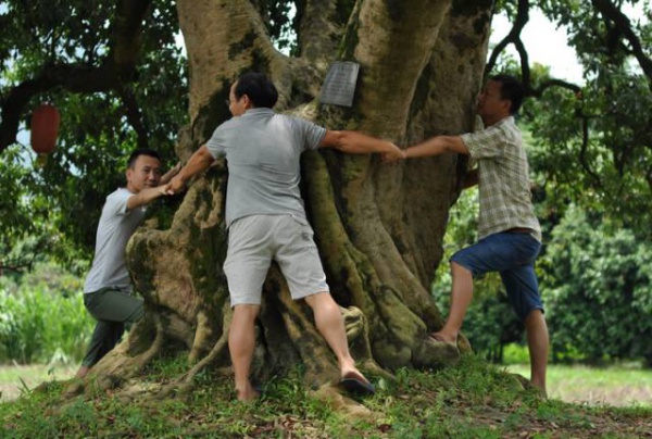 集美周边游丨这个“明朝荔枝”火了600年，落在这个古镇！
