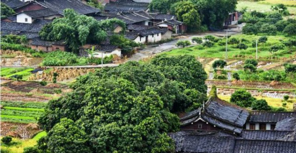 集美周边游丨这个“明朝荔枝”火了600年，落在这个古镇！