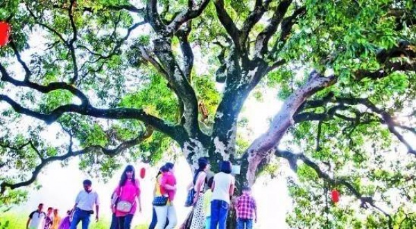 集美周边游丨这个“明朝荔枝”火了600年，落在这个古镇！