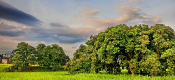 集美周边游丨这个“明朝荔枝”火了600年，落在这个古镇！