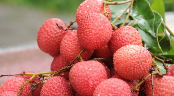 集美周边游丨这个“明朝荔枝”火了600年，落在这个古镇！