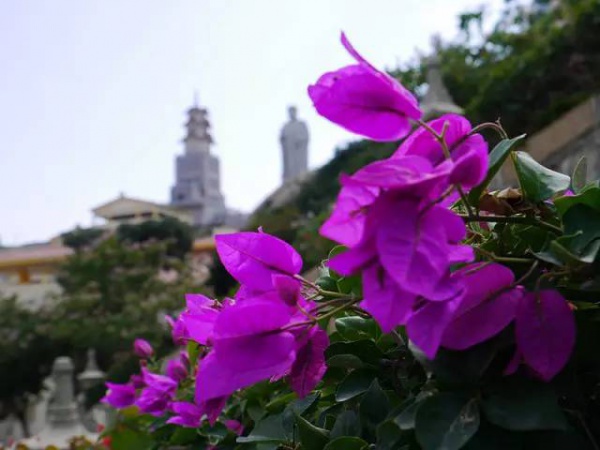 集美周边游丨普照寺，南太武山下的故土情怀