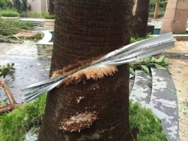 30张图片告诉你,前几天在厦门登陆的台风到底有多牛掰! 30张图片告诉你,前几天在厦门登陆的台风到底有多牛掰!