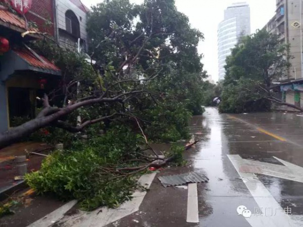 厦门60万株树木被台风吹倒，它们都去哪了？还有13.5万株等待回种....
