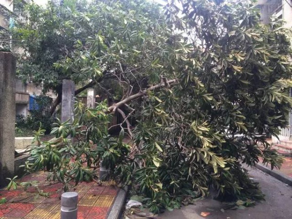 厦门60万株树木被台风吹倒，它们都去哪了？还有13.5万株等待回种....