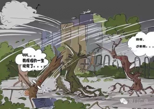 暖心暖城！现在才是厦门最美的样子～你瞧，台风过后“凤凰花”都开了...