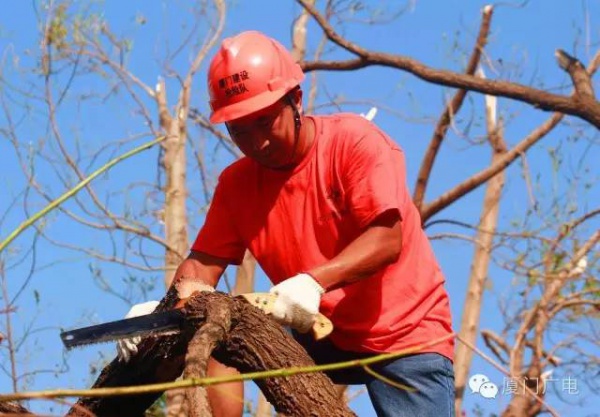 暖心暖城！现在才是厦门最美的样子～你瞧，台风过后“凤凰花”都开了...