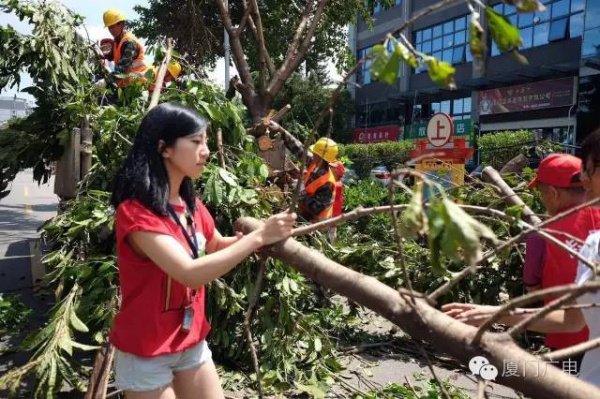 暖心暖城！现在才是厦门最美的样子～你瞧，台风过后“凤凰花”都开了...