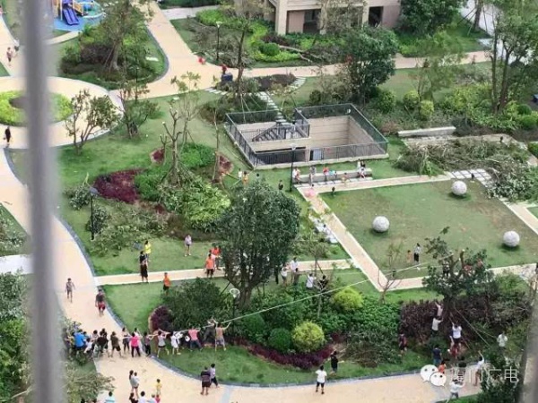 暖心暖城！现在才是厦门最美的样子～你瞧，台风过后“凤凰花”都开了...