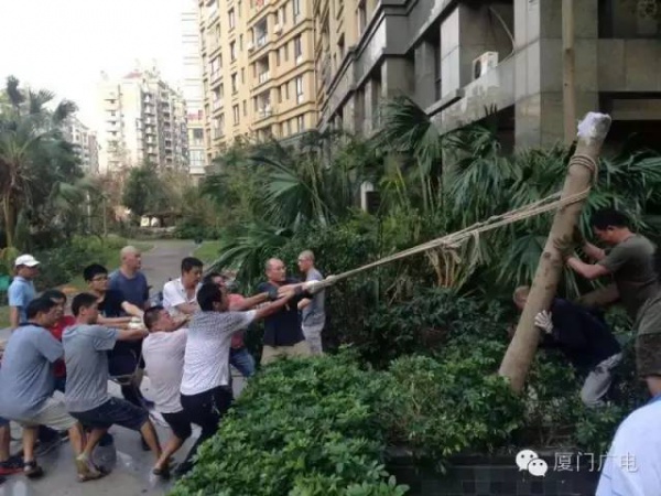 暖心暖城！现在才是厦门最美的样子～你瞧，台风过后“凤凰花”都开了...