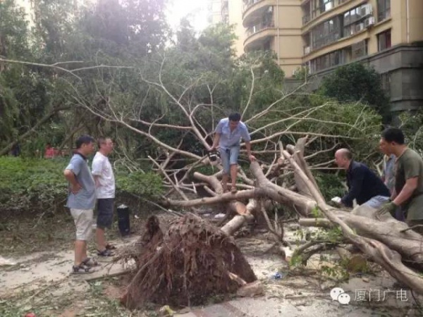 暖心暖城！现在才是厦门最美的样子～你瞧，台风过后“凤凰花”都开了...