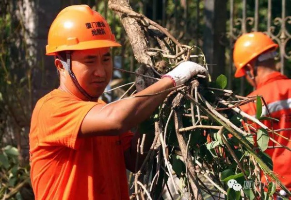 暖心暖城！现在才是厦门最美的样子～你瞧，台风过后“凤凰花”都开了...