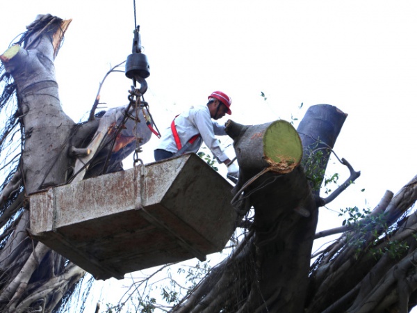 从前，学村有个地方叫石鼓路大榕树……今天大榕树搬家了！