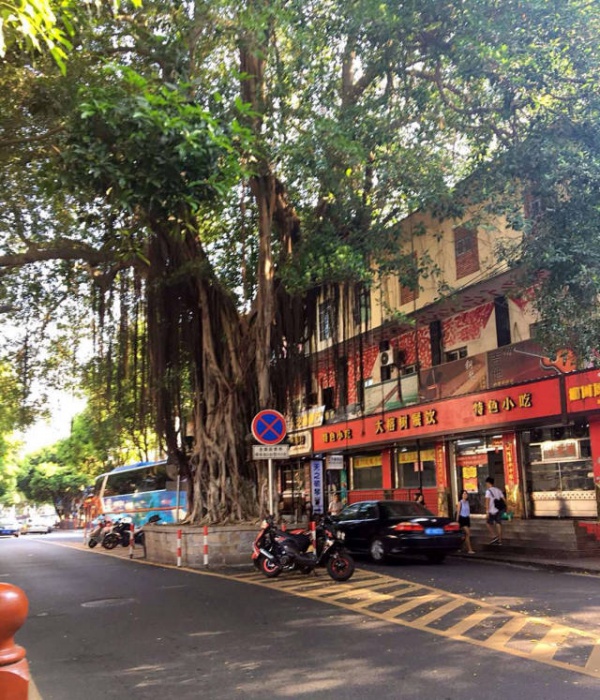 从前，学村有个地方叫石鼓路大榕树……今天大榕树搬家了！