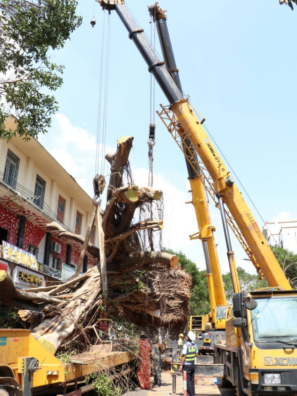 从前，学村有个地方叫石鼓路大榕树……今天大榕树搬家了！