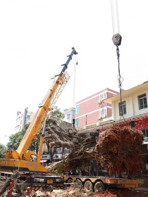 从前，学村有个地方叫石鼓路大榕树……今天大榕树搬家了！