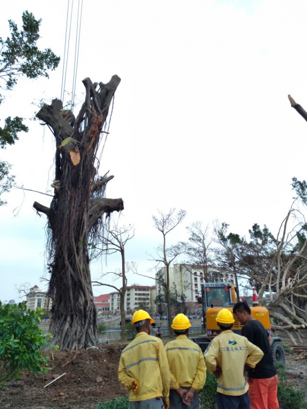 从前，学村有个地方叫石鼓路大榕树……今天大榕树搬家了！