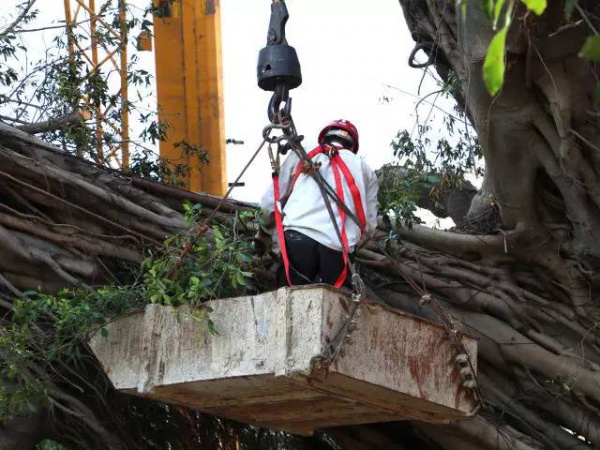 从前，学村有个地方叫石鼓路大榕树……今天大榕树搬家了！